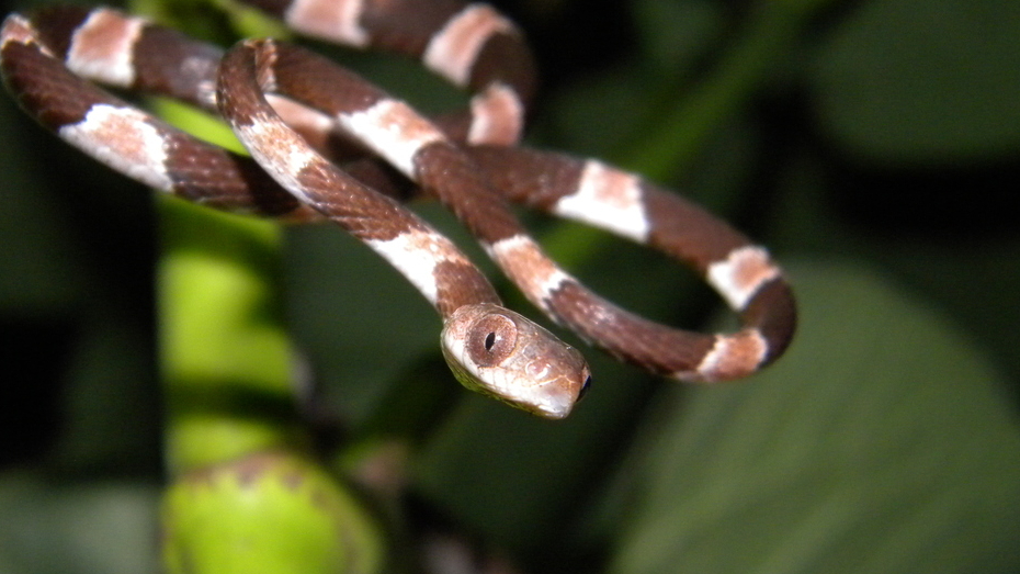 Esta especie se alimenta de insectos como las arañas o las orugas
