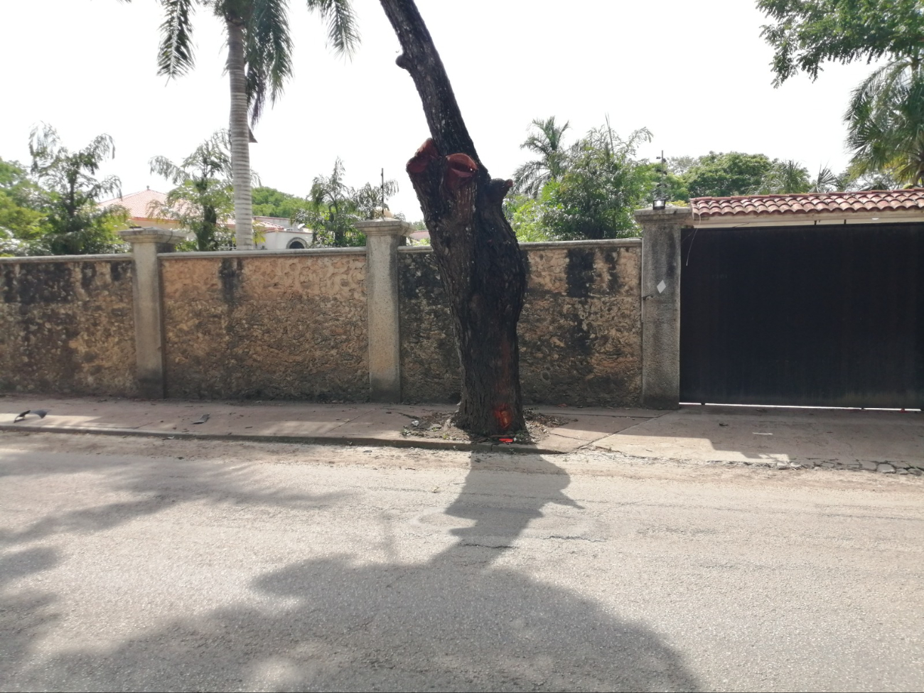 Motociclista sufre percance en avenida Centenario de la ciudad de Chetumal