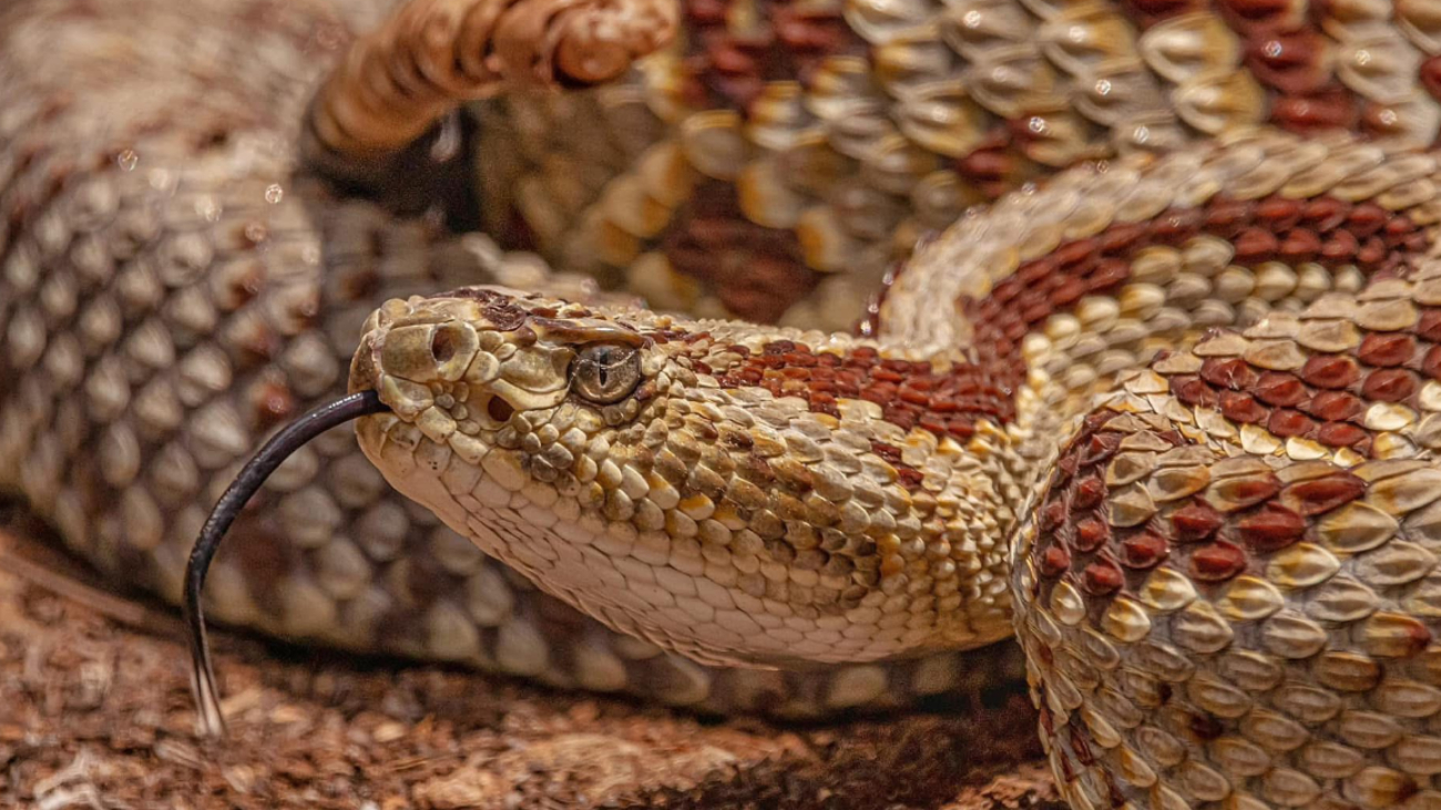 La cascabel yucateca fue una serpiente muy venerada por los antiguos mayas