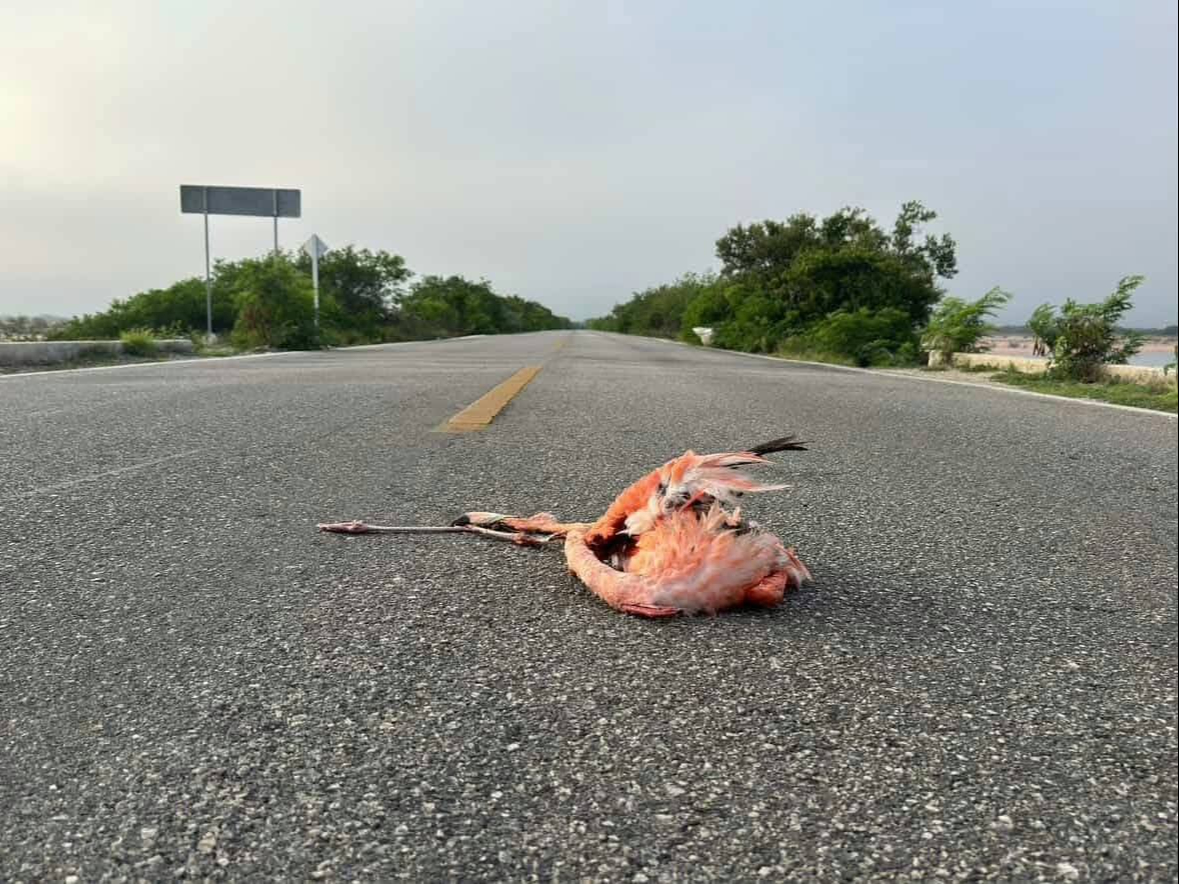 Las autoridades exhortan a la población a reportar casos en donde fauna silvestre sea lastimada