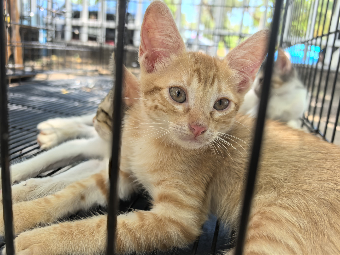 Hay gatitos que pueden ser adaptados, si se cumple con los requisitos. Hay gatitos que pueden ser adaptados, si se cumple con los requisitos.