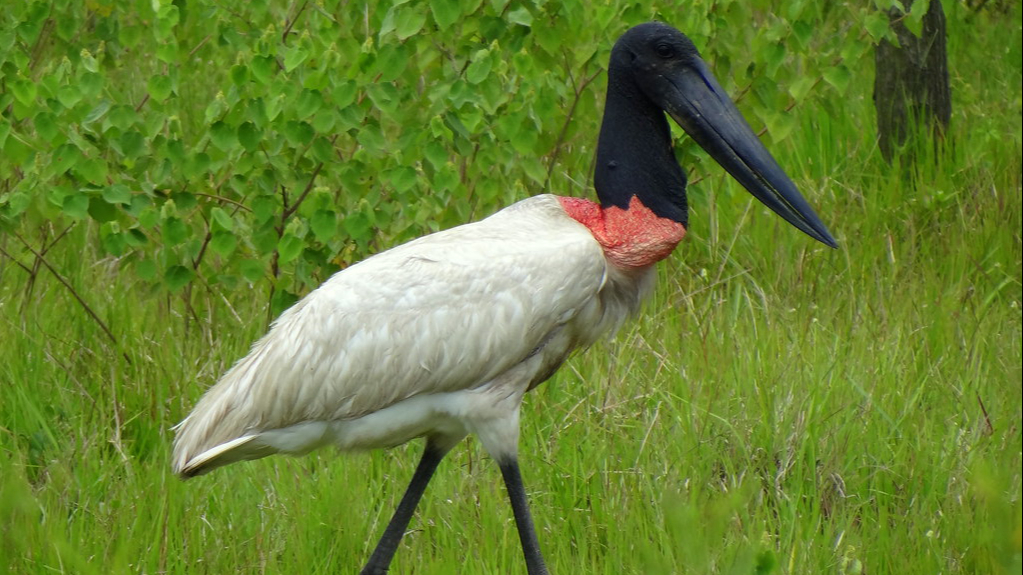 La especie puede encontrarse desde el sur de México hasta Argentina La especie puede encontrarse desde el sur de México hasta Argentina