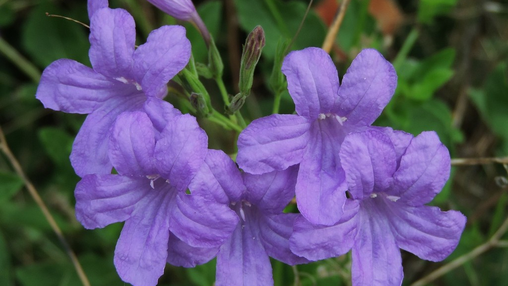 Se trata de una planta silvestre nativa del país asociada con vegetación perturbada