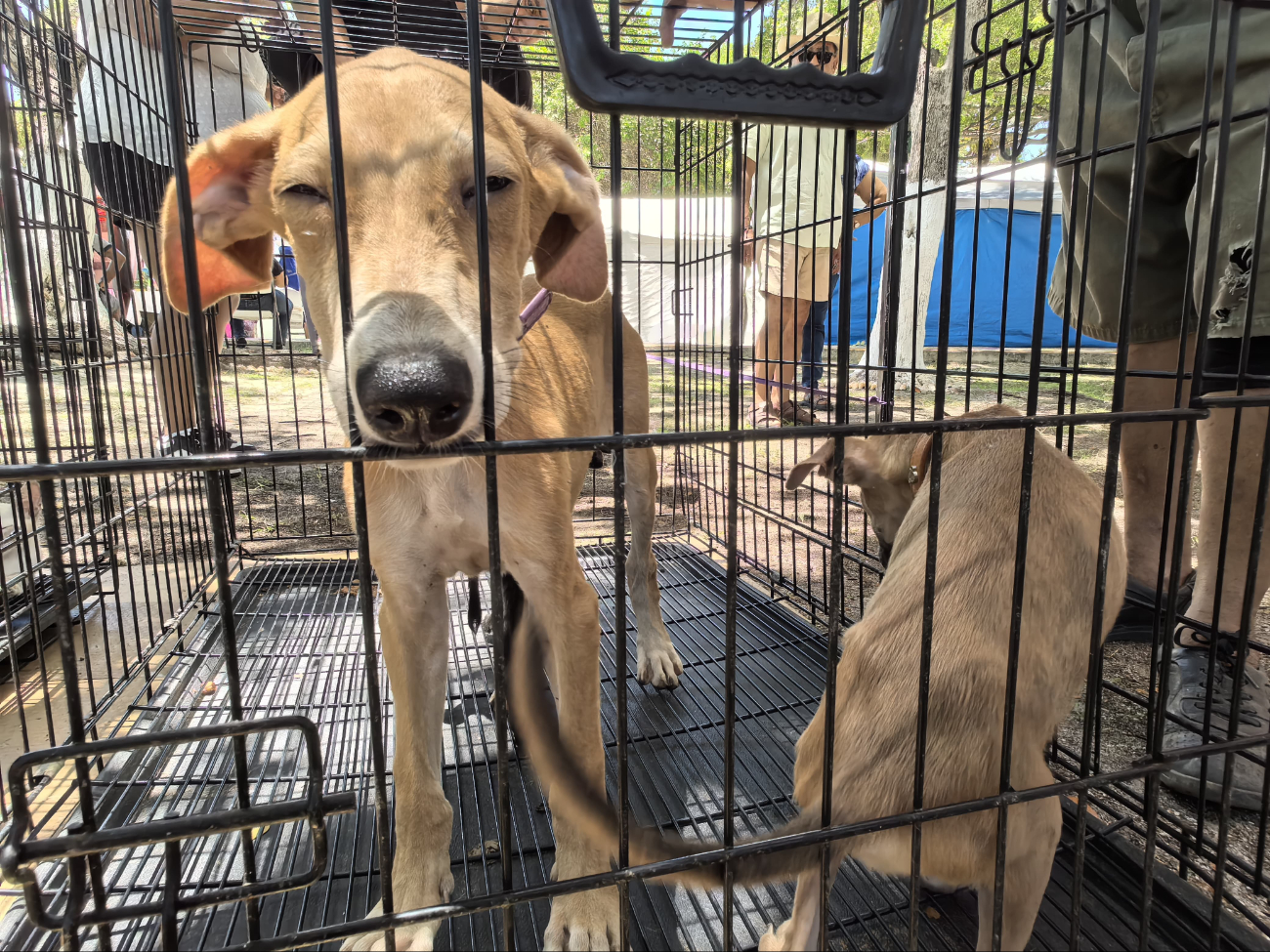 Si te interesa uno de estos ejemplares, acude a la Feria de Adopciones. Si te interesa uno de estos ejemplares, acude a la Feria de Adopciones.