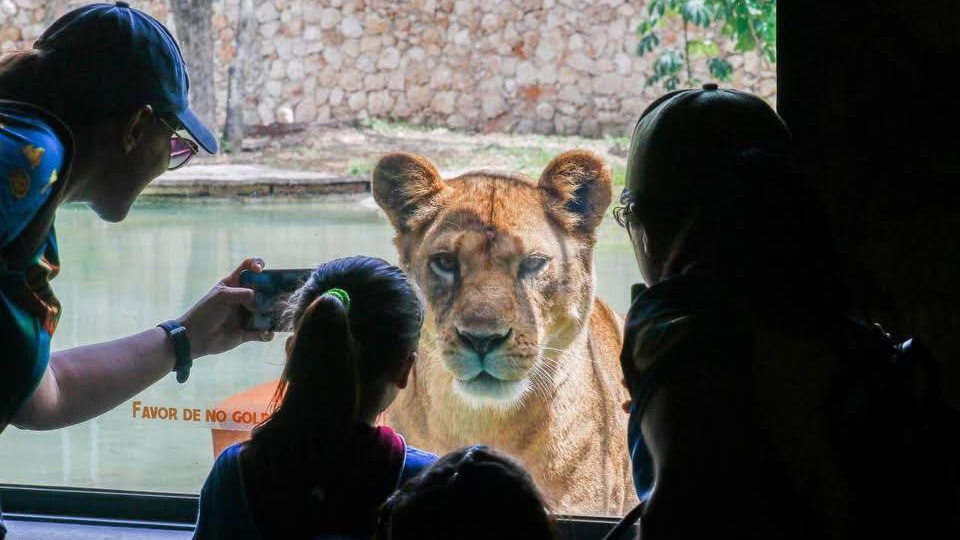 El felinario alberga tigres, leones, ocelotes, entre otros gatos silvestres
