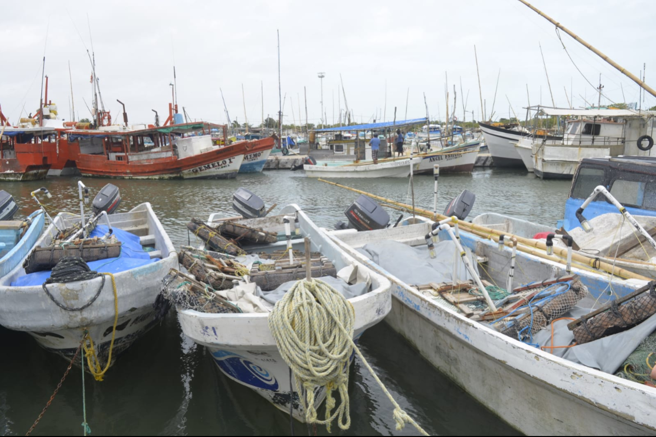 El reciente análisis arrojó que el florecimiento del alga no impacta a la fauna marina, ni a la población. El reciente análisis arrojó que el florecimiento del alga no impacta a la fauna marina, ni a la población.