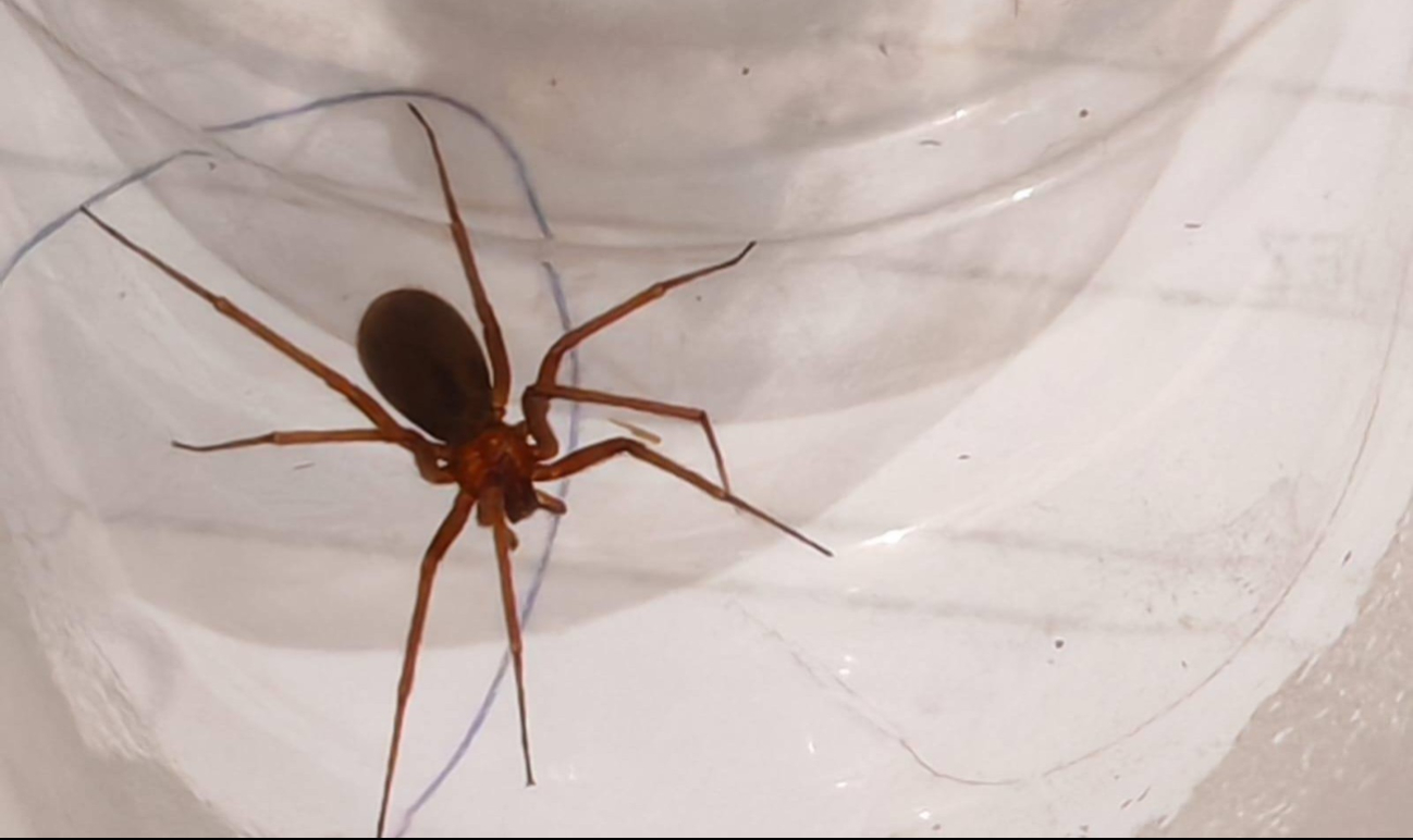 La araña se encontraba escondida entre montones de ropa
