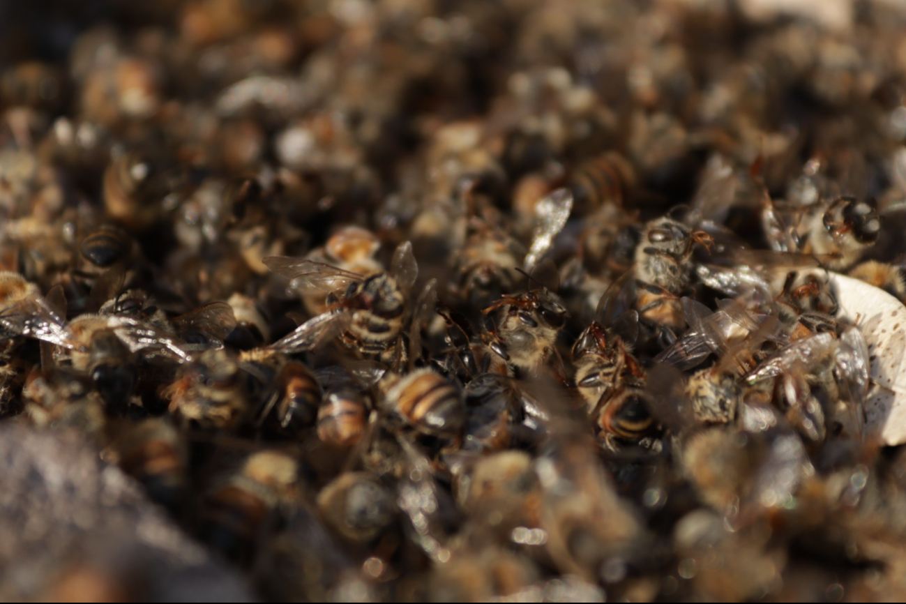 Millones de abejas han muerto en la Península de Yucatán por el uso de agroquímicos