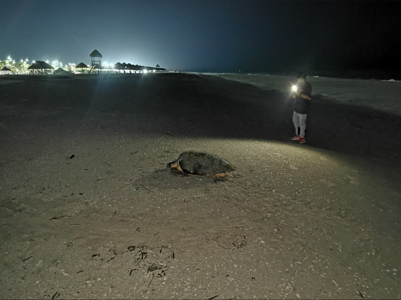Población de Carmen espanta a una tortuga en su proceso de anidación; le tomaron fotos con flash y lanzaron agua