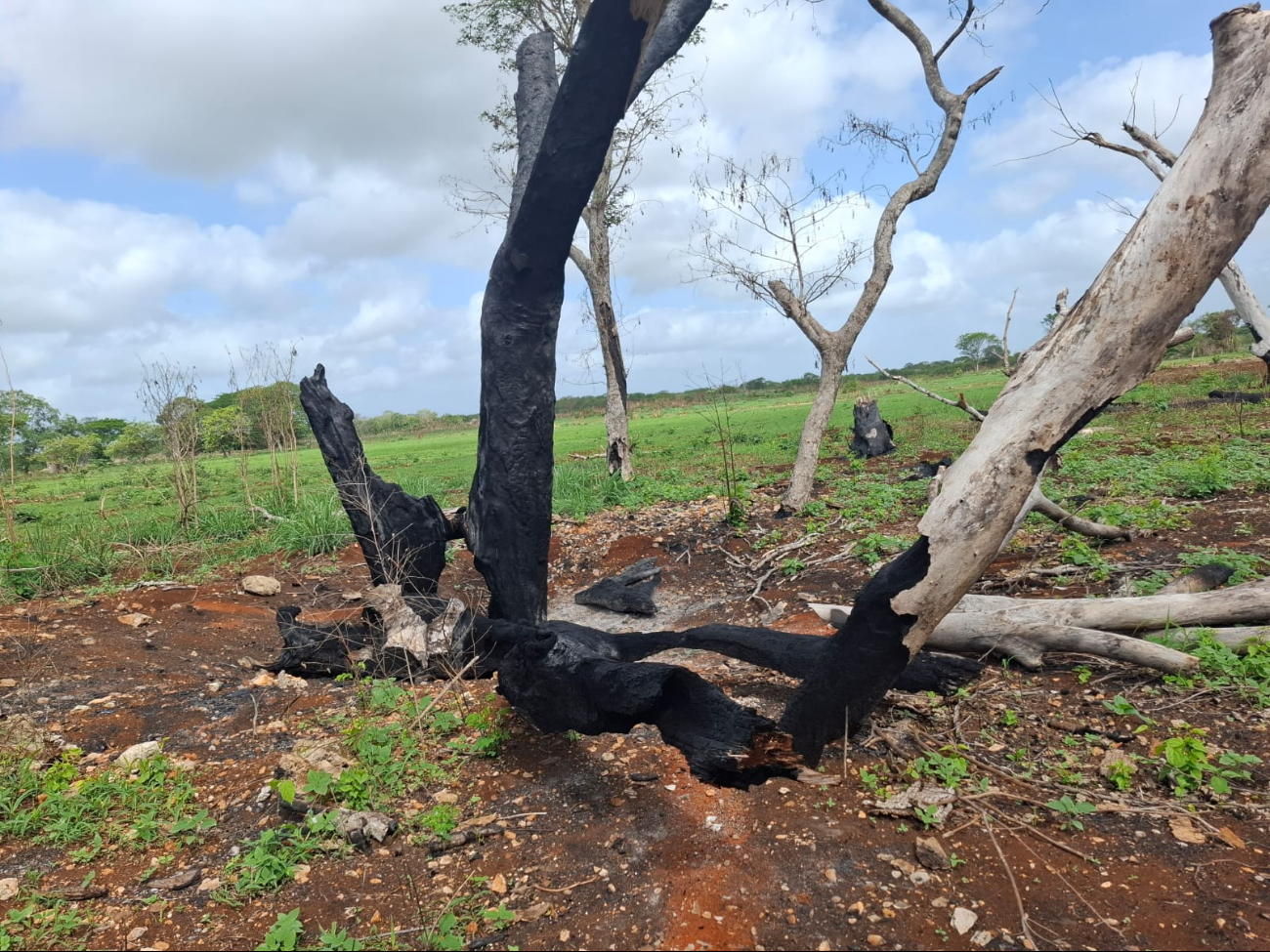 Denuncian ecocidio en Hecelchakán: Queman árboles en predios escolares para convertirlos en milpa 
