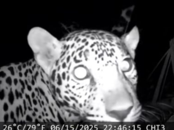 El video reveló impresionantes detalles de los dos jaguares El video reveló impresionantes detalles de los dos jaguares