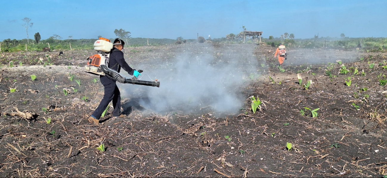 En Champotón, se han intervenido 375 hectáreas en 18 comunidades para contener mangas de langosta. En Champotón, se han intervenido 375 hectáreas en 18 comunidades para contener mangas de langosta.