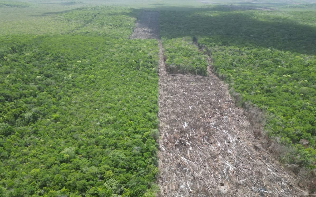 La tala sin autorización y el uso de agroquímicos ponen en riesgo especies protegidas como la palma chit y el jobillo