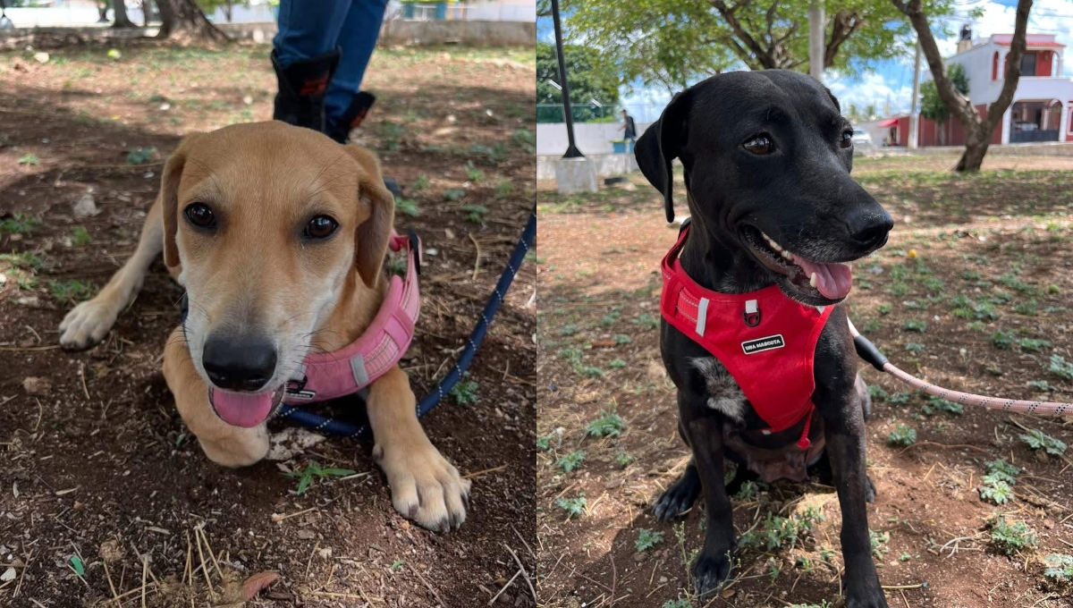   “Nadie las adoptó, su tiempo de pensión acabó”: Dos perritas continúan buscando hogar en Mérida   