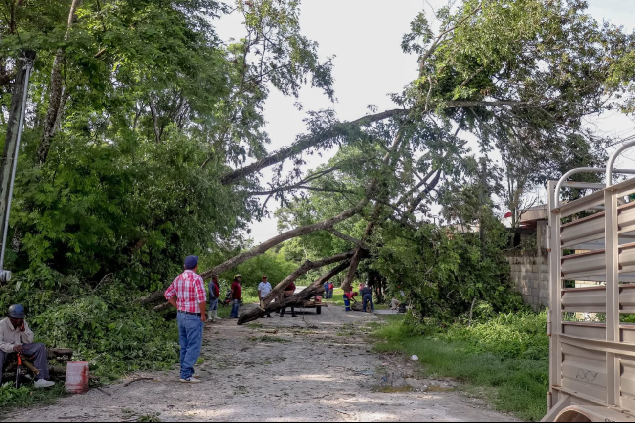 Fuerte lluvia y viento causan caída de árboles en Candelaria; interviene Protección Civil    