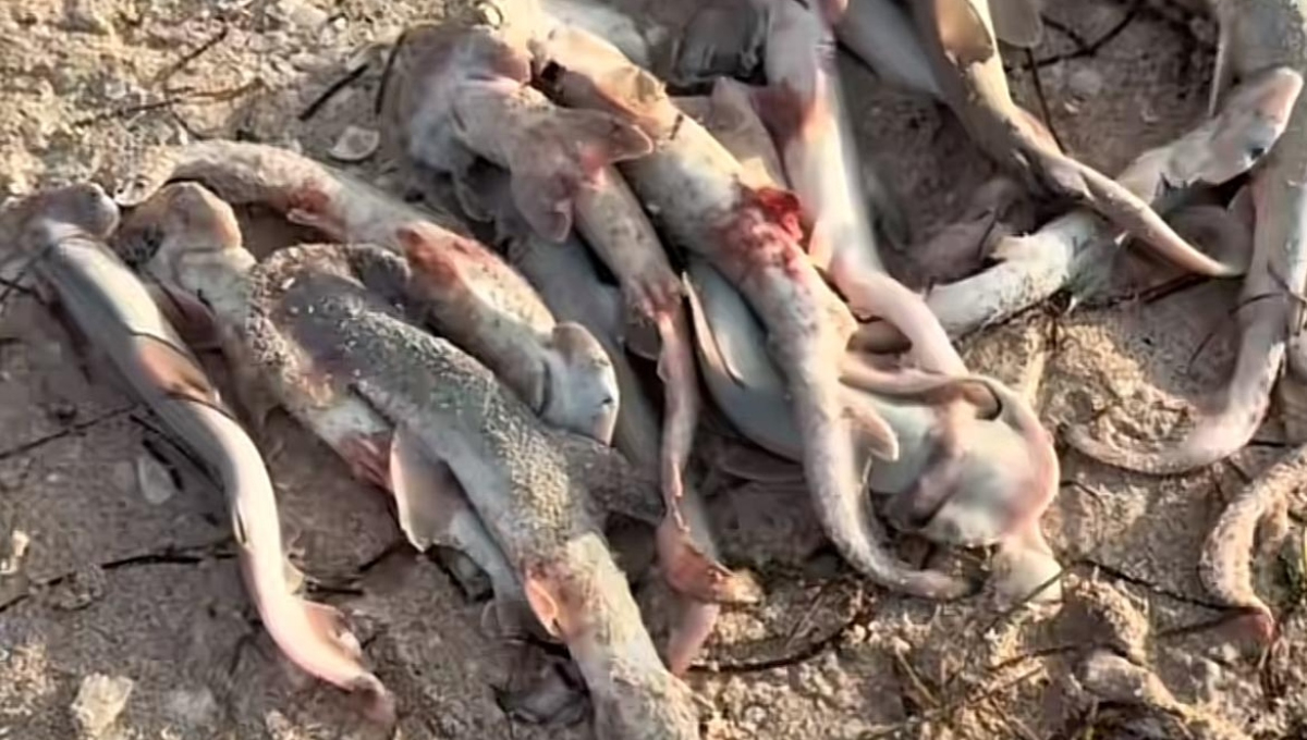   Preocupación en Progreso: Hallan sin vida a 150 crías de tiburón cabeza de pala   