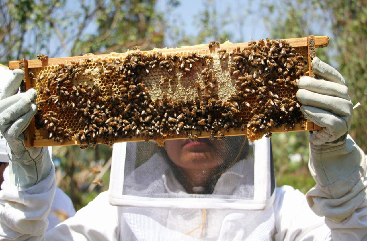   Profepa traza ruta legal para   esclarecer el ecocidio en Nohalal: Buscan a quien   mató a millones de abejas y advierte severas sanciones 