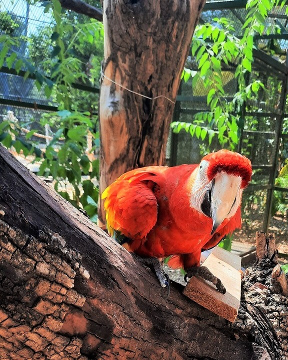 Puedes observar aves protegidas como guacamayas y pavos reales Puedes observar aves protegidas como guacamayas y pavos reales