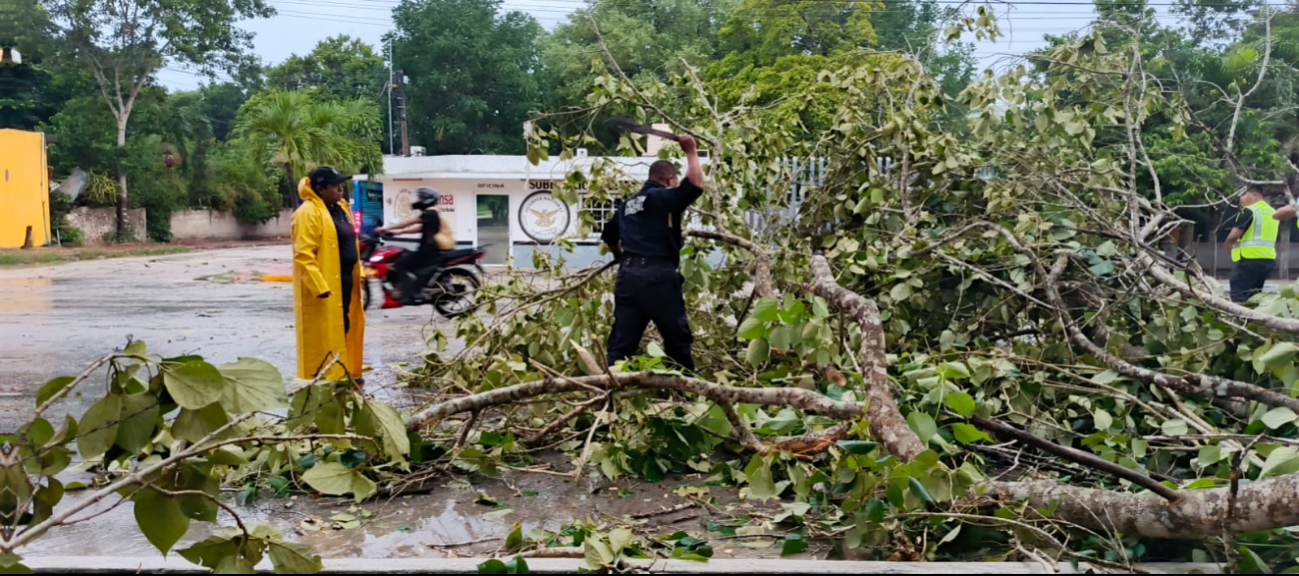 Árboles bloquearon calles de Tizimín tras colapsar Árboles bloquearon calles de Tizimín tras colapsar