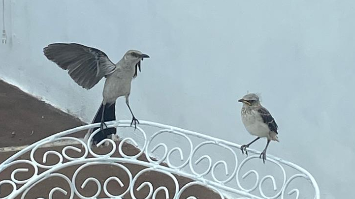 El cenzontle tropical es una de las aves más comunes en las zonas urbanas del estado