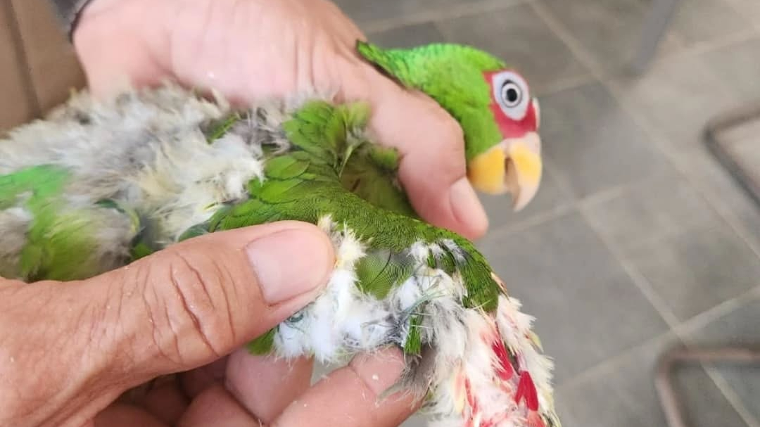 El proyecto indicó que es necesario que aumenten las penas mínimas para traficantes con el objetivo de inhibir la captura de loros