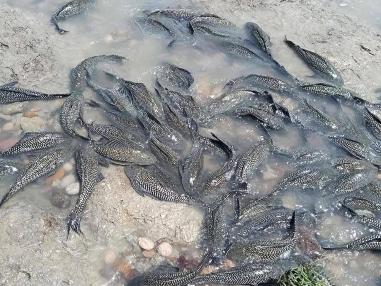 Imparable la expansión del pez diablo en el sur de Quintana Roo 