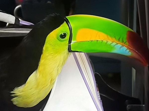 Muchos usuarios se cuestionaron sobre si es legal la tenencia de tucanes como mascotas