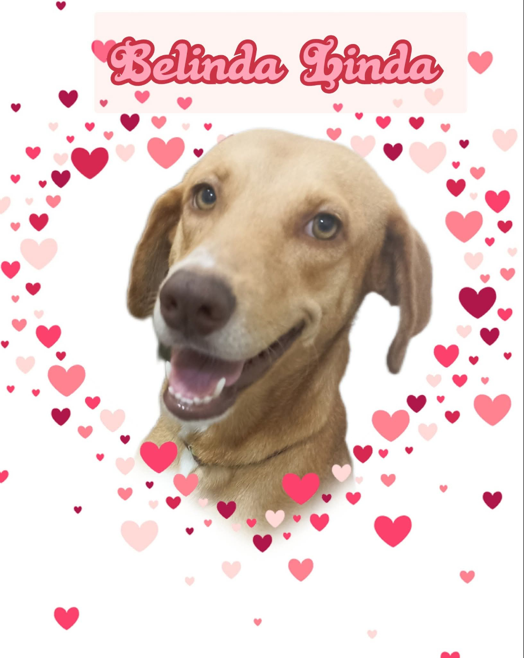 Kermés con causa en Champotón: Belinda, una perrita con cáncer, lucha por su vida