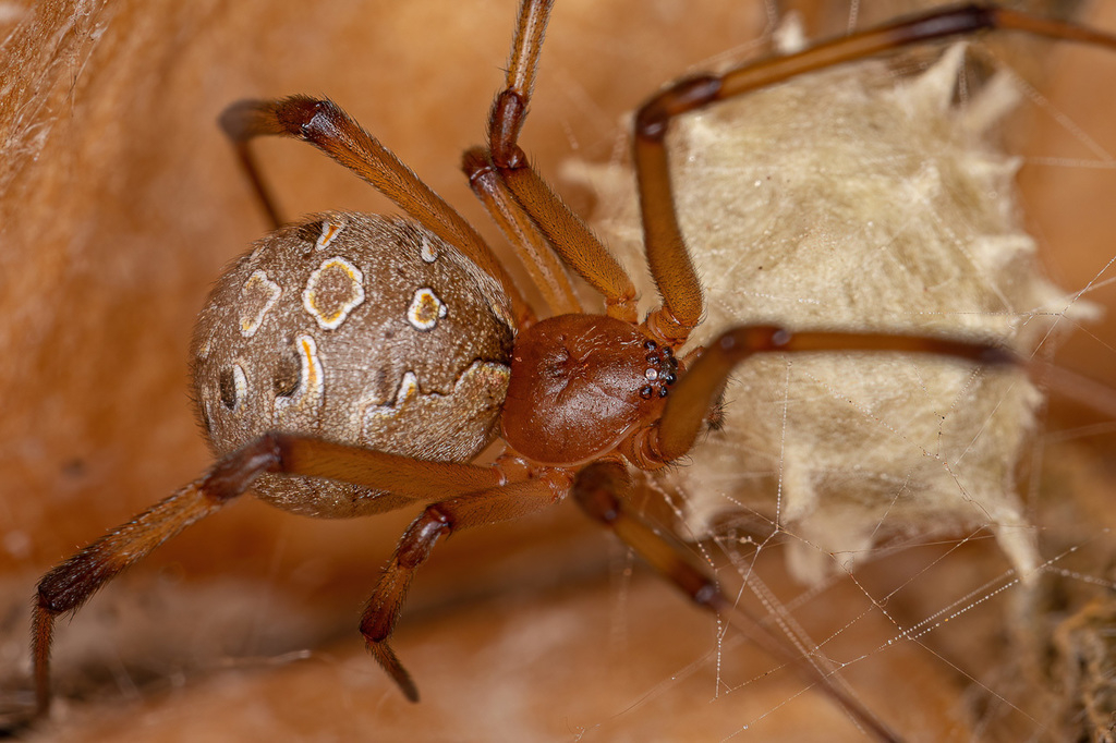 Vecino de Seyé encuentra una araña venenosa dentro de su vivienda