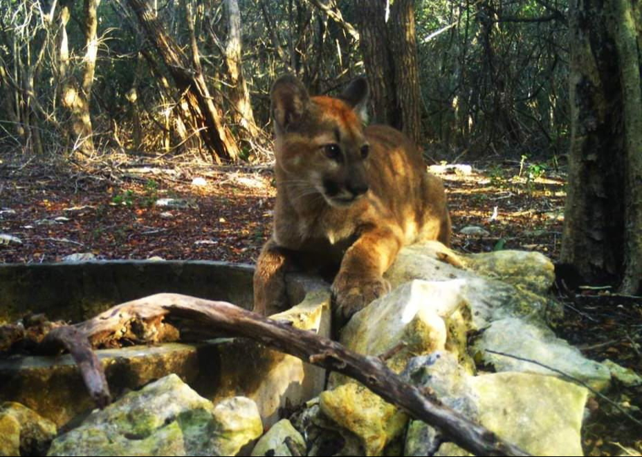 Diversas especies nativas están en peligro de extinción en Yucatán
