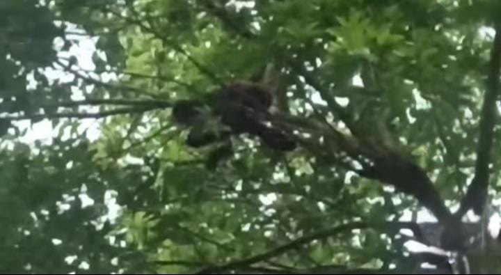 El animal se quedó en un árbol de tamarindo en Chichimilá por muchas horas.