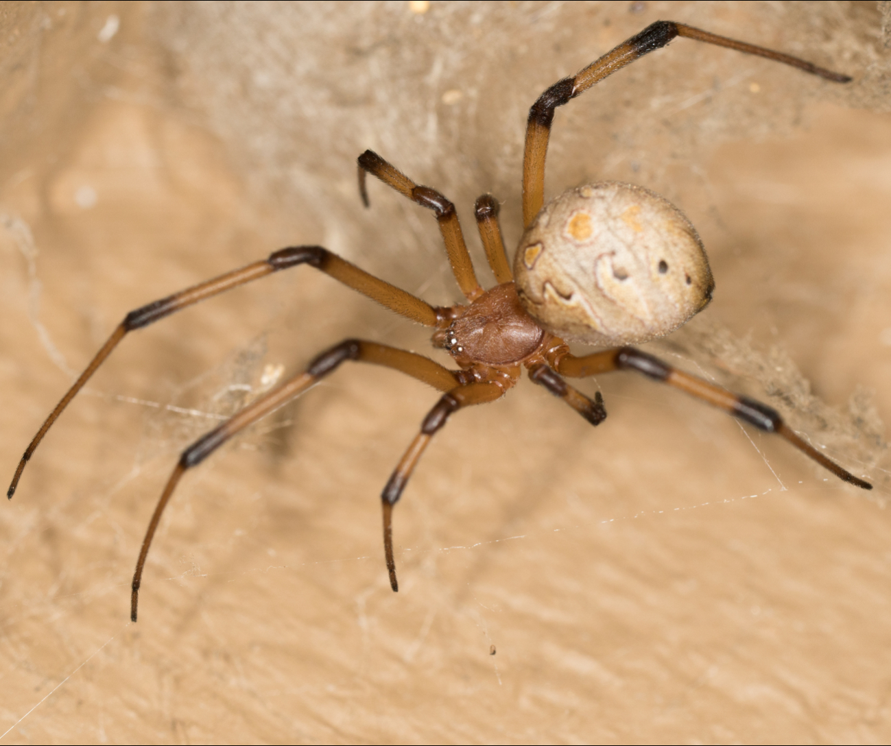 La araña viuda marrón prefiere lugares oscuros de las viviendas