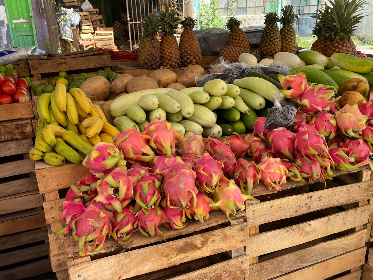 Precio de la pitaya se dispara en Hopelchén; sube a 50 pesos el kilo y podría alcanzar los 90