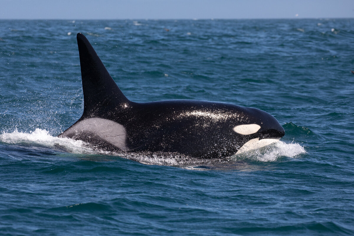   Día Mundial de las Ballenas y los delfines: Conoce los cetáceos que visitan las costas de Yucatán   