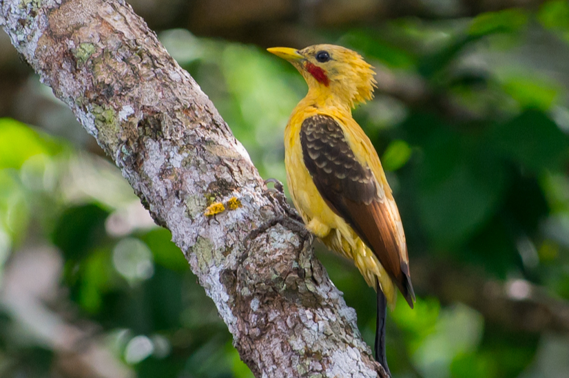Este carismático animal emplumado parece homenajear al famoso Pikachu