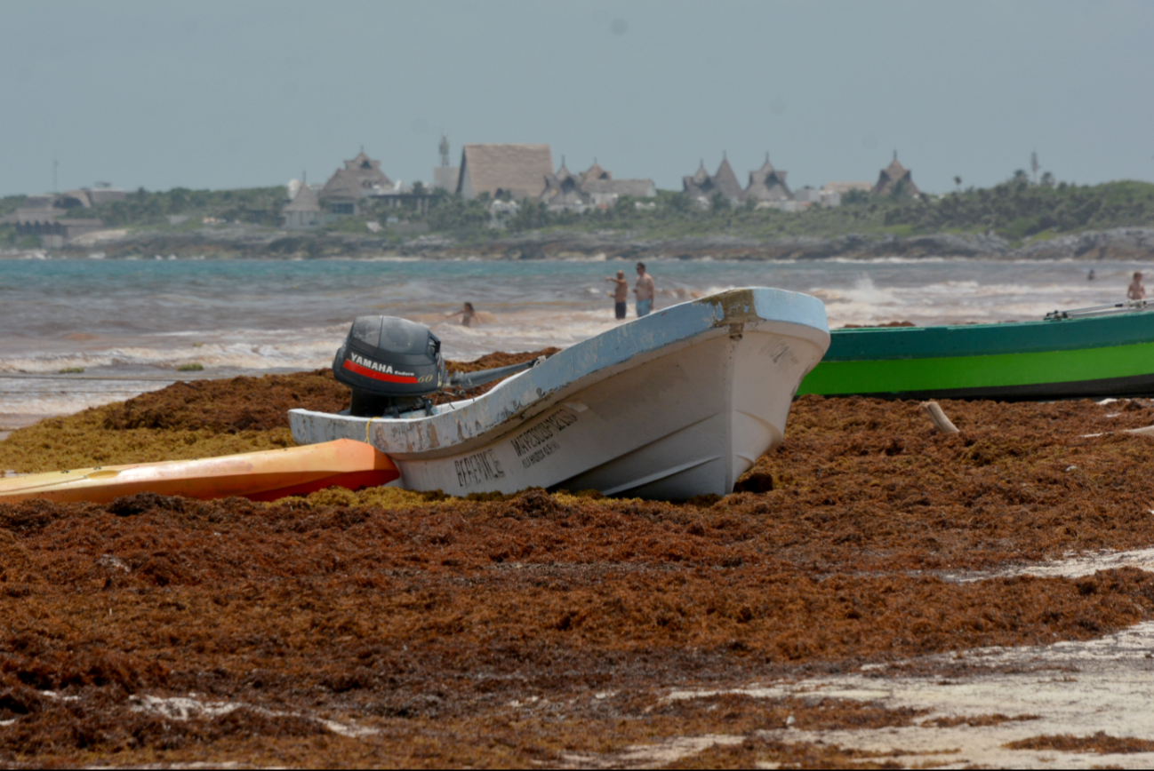 La macroalga invade las costas de Q. Roo, provocando cancelaciones y pérdidas en el sector turístico La macroalga invade las costas de Q. Roo, provocando cancelaciones y pérdidas en el sector turístico