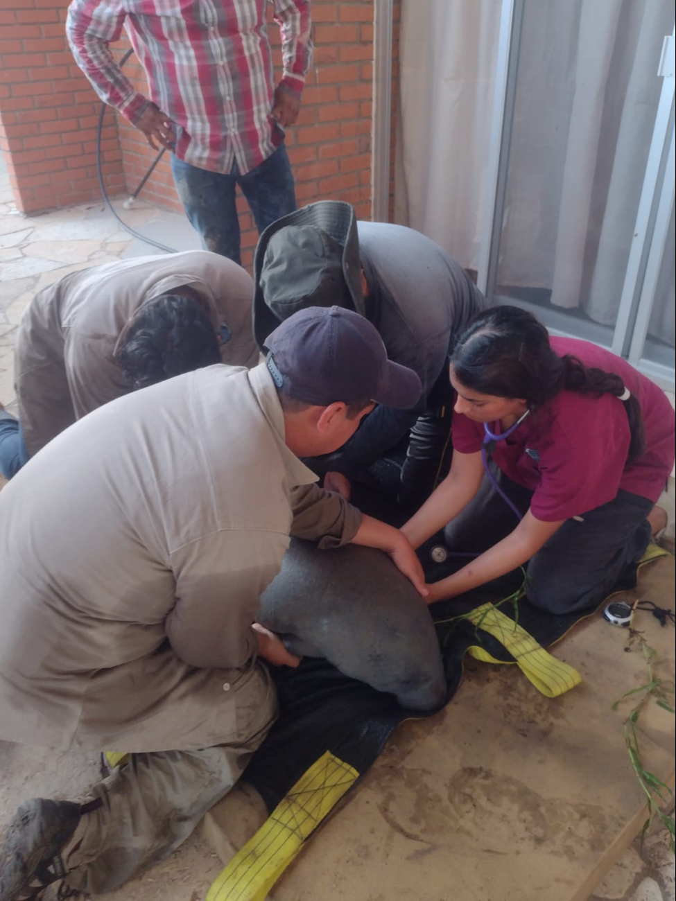 Rescatan manatí bebé desorientado en río Palizada
