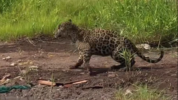 “Trae hambre”:  Jaguar cazando aves sorprende a lancheros en un manglar de Nayarit   