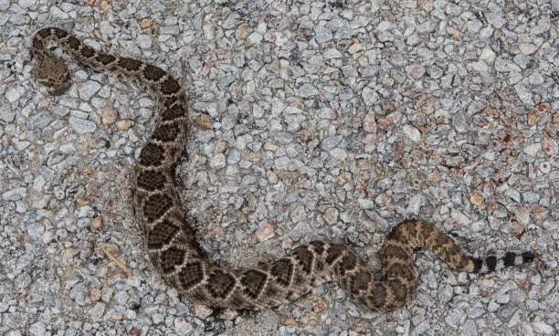 Lamentablemente, la serpiente fue sacrificada por los testigos Lamentablemente, la serpiente fue sacrificada por los testigos