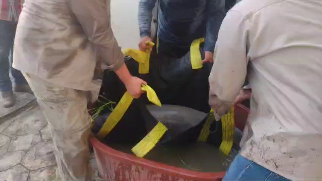 Manatí en peligro es rescatado en Campeche y trasladado a Chiapas Manatí en peligro es rescatado en Campeche y trasladado a Chiapas