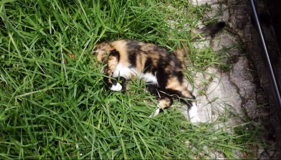 Al menos tres gatos fueron hallados muertos por presunto envenenamiento en la colonia Laureles. Al menos tres gatos fueron hallados muertos por presunto envenenamiento en la colonia Laureles.