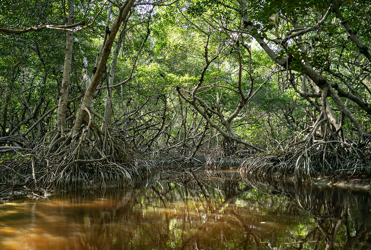 Manglares en Yucatán: refugio de biodiversidad y defensa natural frente a huracanes  