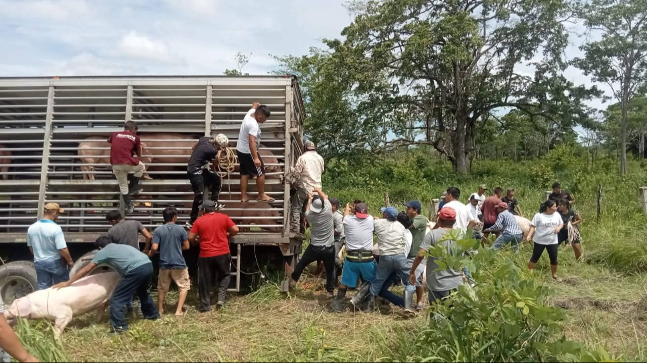 Decenas de personas rapiñaron la carga, llevándose los animales sin importar la presencia del chofer. Decenas de personas rapiñaron la carga, llevándose los animales sin importar la presencia del chofer.