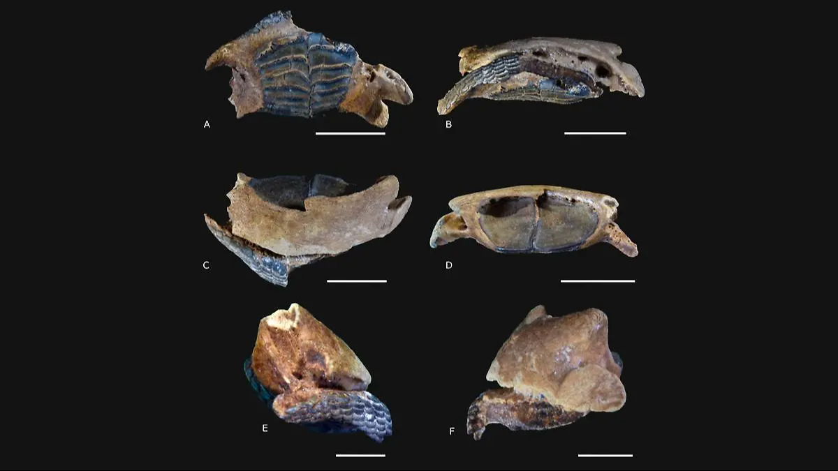 Entre todos los hallazgos sobresale el del pez erizo (Chilomycterus dzonotensis) Entre todos los hallazgos sobresale el del pez erizo (Chilomycterus dzonotensis)