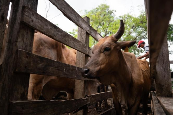 Los casos más recientes se registraron en su mayoría en bovinos aunque también se reportaron afectaciones en un equino y un perro doméstico Los casos más recientes se registraron en su mayoría en bovinos aunque también se reportaron afectaciones en un equino y un perro doméstico