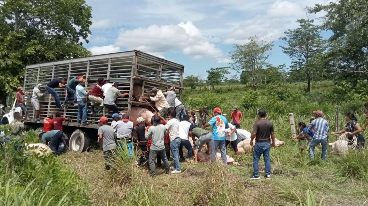 Multitud saquea camión con cerdos vivos tras salida de carretera en Campeche