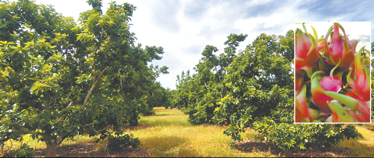 Pitahaya y aguacate, alternativa rentable ante crisis del limón en José María Morelos Pitahaya y aguacate, alternativa rentable ante crisis del limón en José María Morelos
