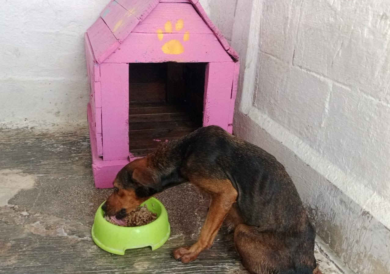 Resguardan a canina que habitaba en la Uaeqroo con sus cachorros Resguardan a canina que habitaba en la Uaeqroo con sus cachorros