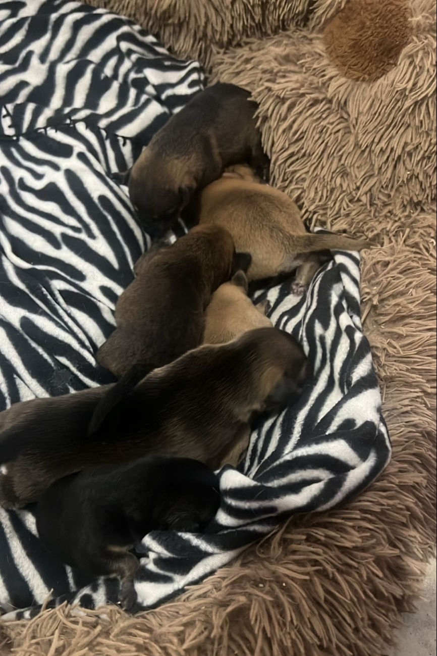Resguardan a canina que habitaba en la Uaeqroo con sus cachorros Resguardan a canina que habitaba en la Uaeqroo con sus cachorros
