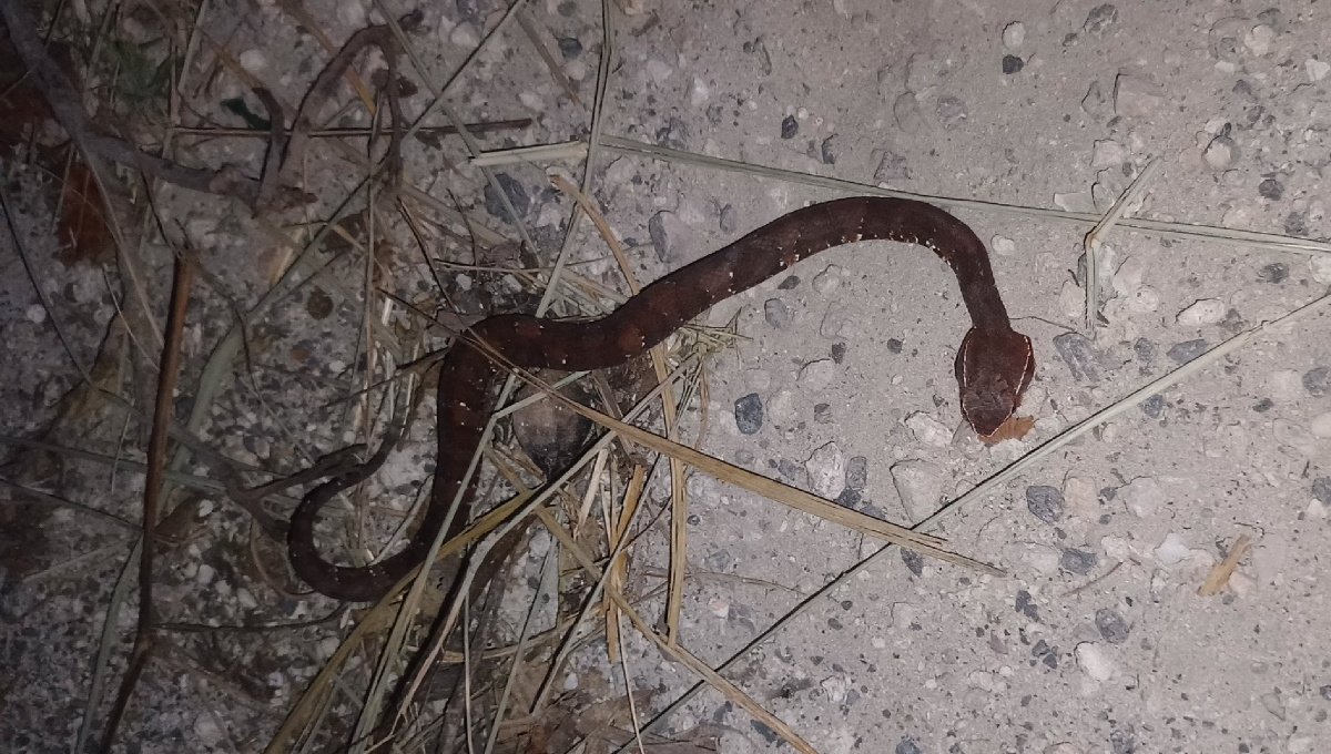 Hombre narra cómo sobrevivió a la mordedura de una huolpoch, serpiente venenosa que habita en Yucatán